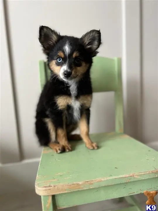 Australian Shepherd puppy for sale