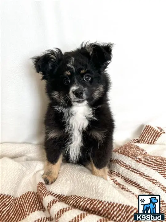 Australian Shepherd puppy for sale