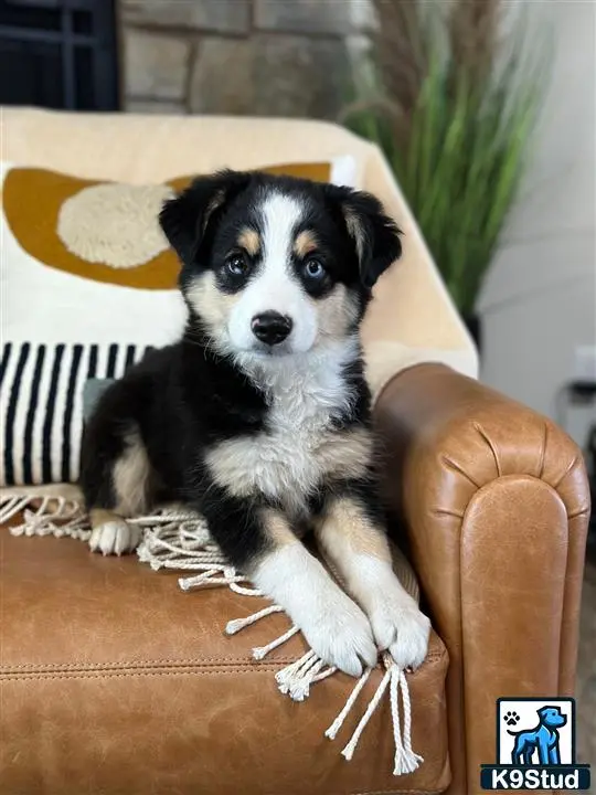 Australian Shepherd puppy for sale