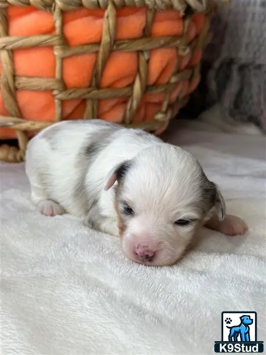 Australian Shepherd puppy for sale