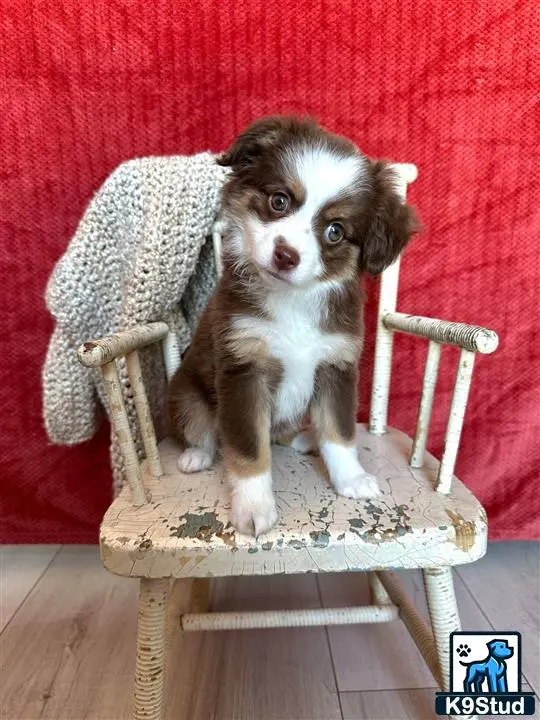 Australian Shepherd puppy for sale