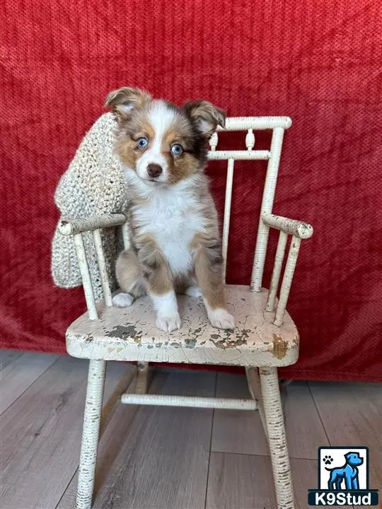 Australian Shepherd puppy for sale