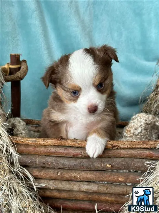 Australian Shepherd puppy for sale