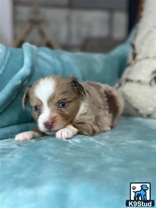 Australian Shepherd puppy for sale