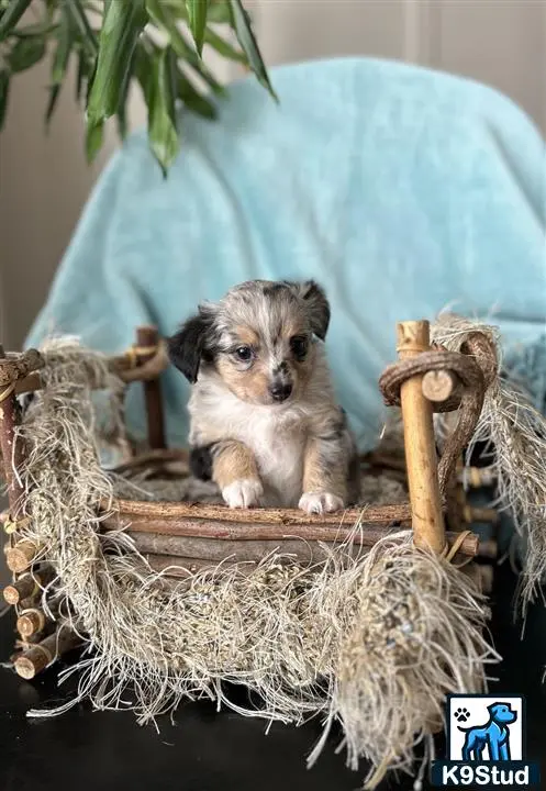 Australian Shepherd puppy for sale