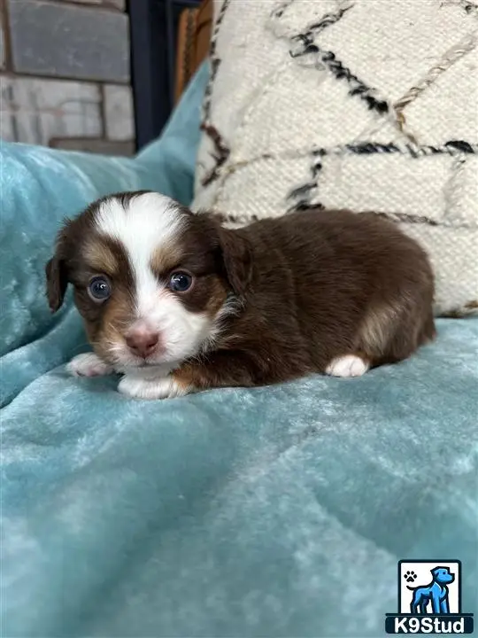 Australian Shepherd puppy for sale