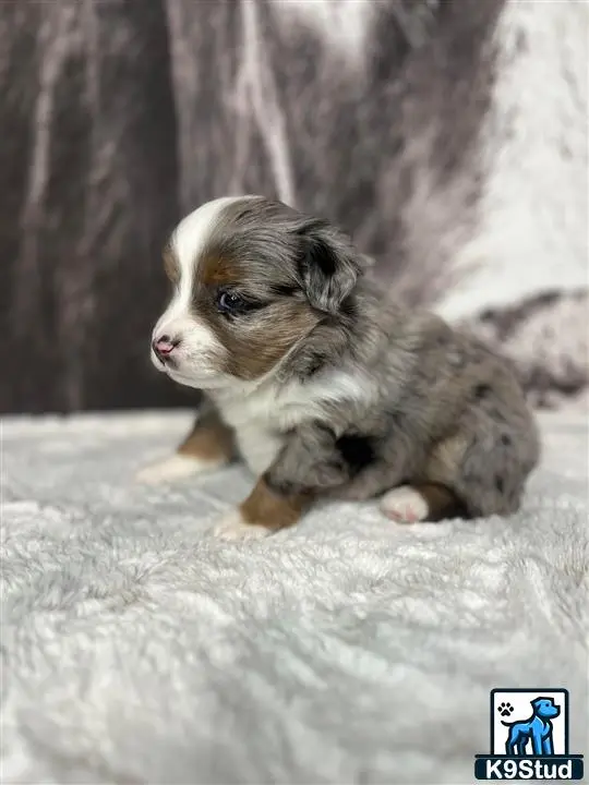 Miniature Australian Shepherd puppy for sale