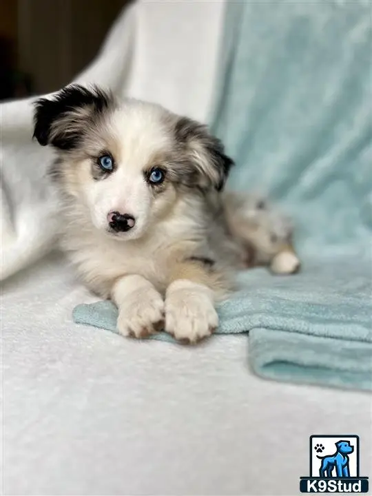 Australian Shepherd puppy for sale