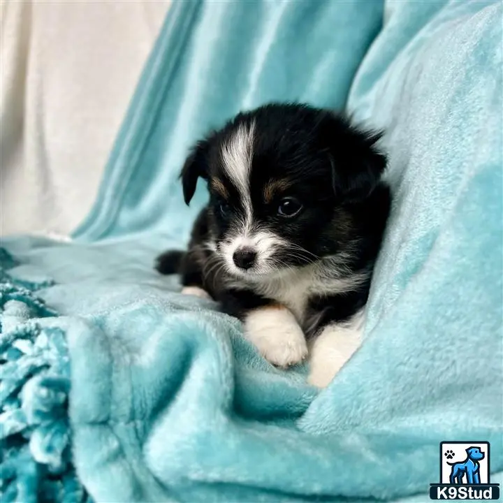 Australian Shepherd puppy for sale