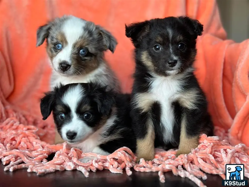 Australian Shepherd puppy for sale