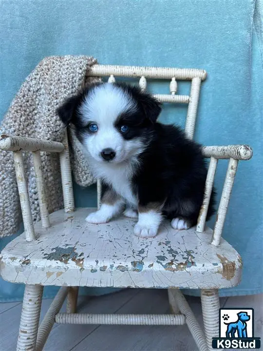 Australian Shepherd puppy for sale