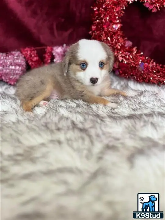 Australian Shepherd puppy for sale