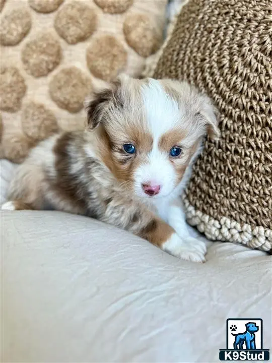 Australian Shepherd puppy for sale