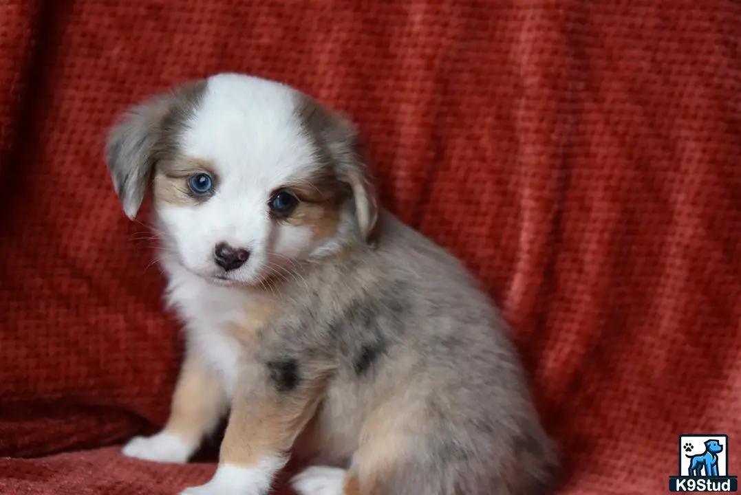 Australian Shepherd puppy for sale