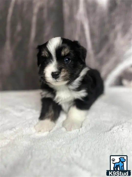 Australian Shepherd puppy for sale