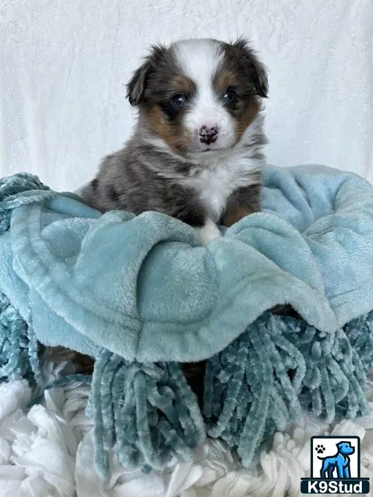 Australian Shepherd puppy for sale