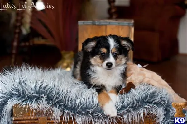 Miniature Australian Shepherd puppy for sale