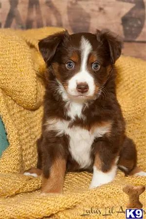 Miniature Australian Shepherd puppy for sale