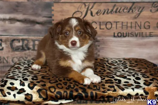 Miniature Australian Shepherd puppy for sale