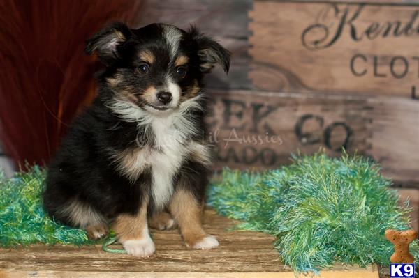 a miniature australian shepherd dog sitting on a rug