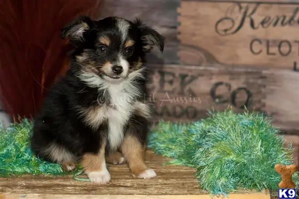 Miniature Australian Shepherd puppy for sale