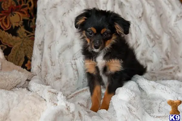 Miniature Australian Shepherd puppy for sale