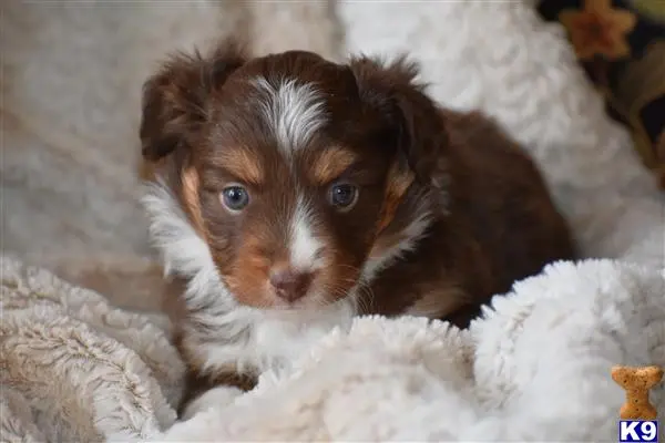 Miniature Australian Shepherd puppy for sale