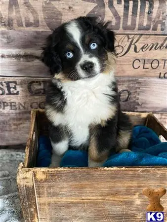 Miniature Australian Shepherd puppy for sale