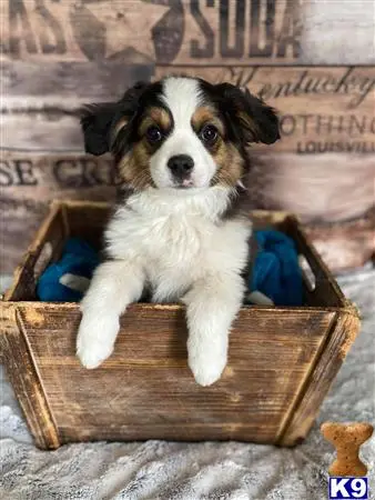 Miniature Australian Shepherd puppy for sale