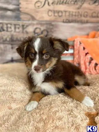 Miniature Australian Shepherd puppy for sale