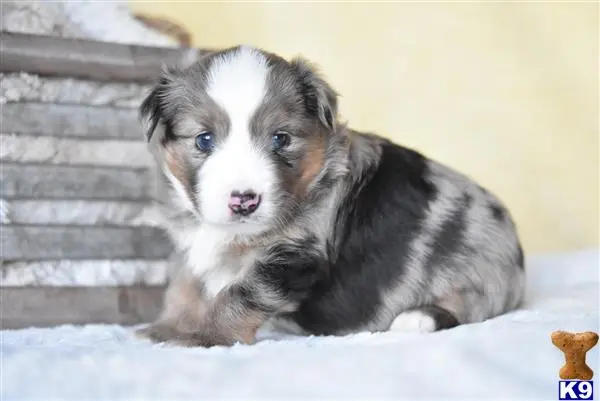 Miniature Australian Shepherd puppy for sale