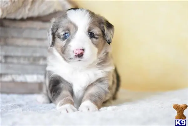 Miniature Australian Shepherd puppy for sale