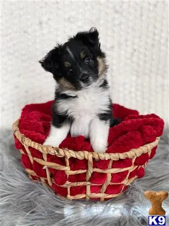 Miniature Australian Shepherd puppy for sale