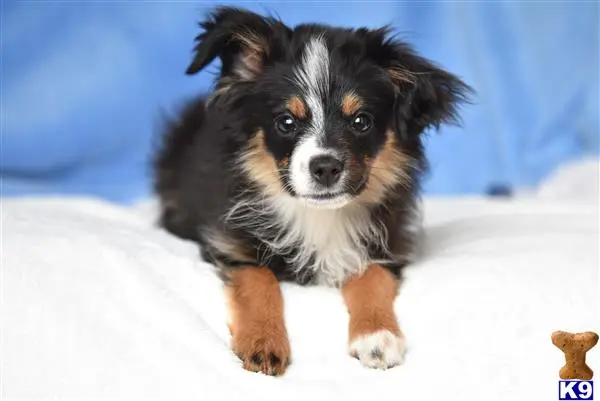 Miniature Australian Shepherd puppy for sale