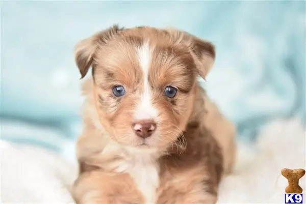 Miniature Australian Shepherd puppy for sale