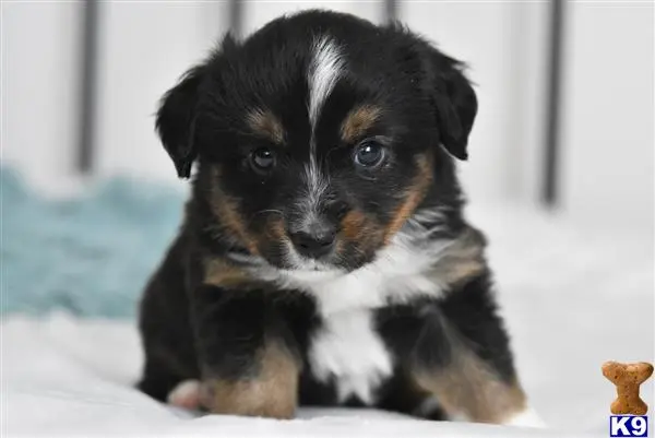 Miniature Australian Shepherd puppy for sale