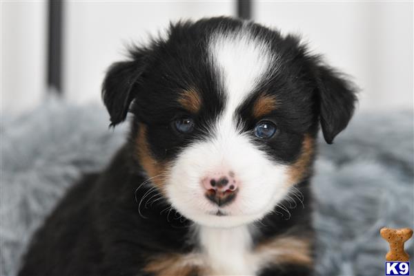 a miniature australian shepherd dog looking at the camera
