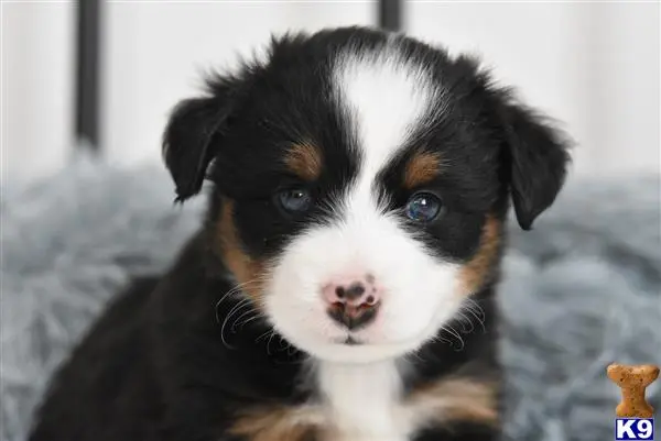 Miniature Australian Shepherd puppy for sale