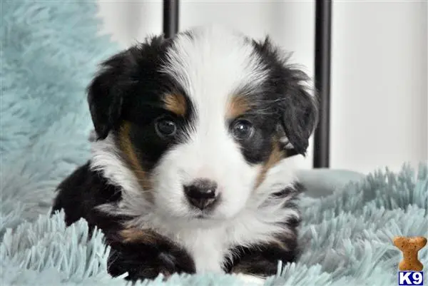 Miniature Australian Shepherd puppy for sale