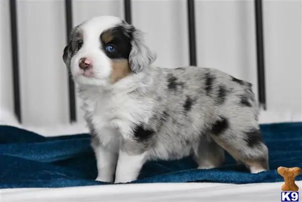 Miniature Australian Shepherd puppy for sale