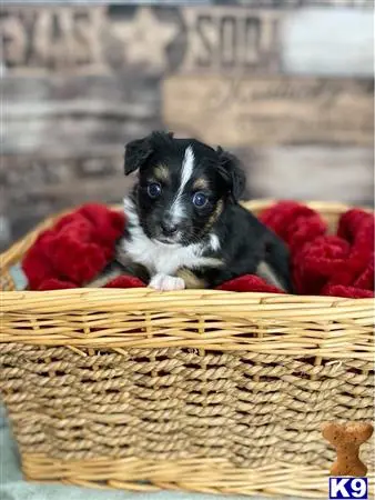 Miniature Australian Shepherd puppy for sale