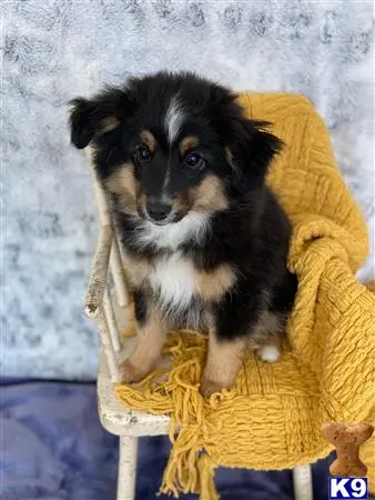 Miniature Australian Shepherd puppy for sale