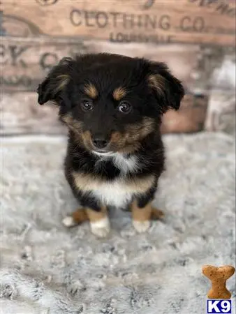 Miniature Australian Shepherd puppy for sale