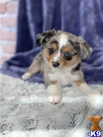 Miniature Australian Shepherd puppy for sale