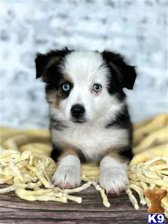 Miniature Australian Shepherd puppy for sale