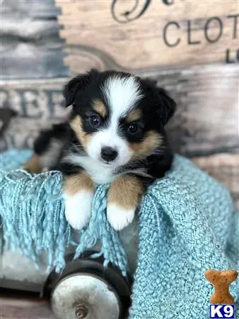 Miniature Australian Shepherd puppy for sale