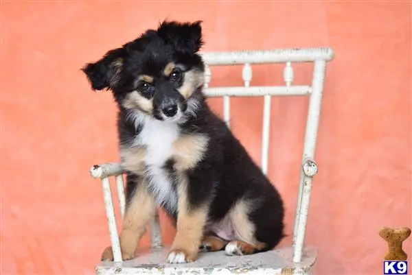 Miniature Australian Shepherd puppy for sale