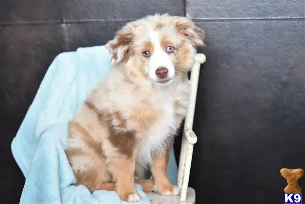 Miniature Australian Shepherd puppy for sale