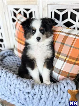 Miniature Australian Shepherd puppy for sale