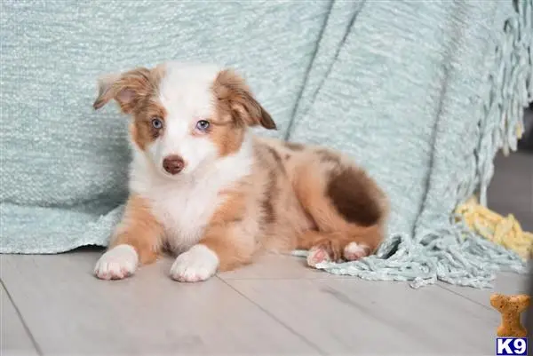 Miniature Australian Shepherd puppy for sale